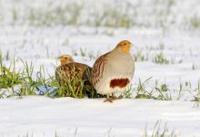 Pair Grey Partridge in the Snow DM1412