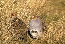 Pair Grey Partridges DM0518
