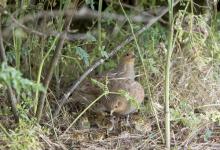 Pair Grey Partridges with Chicks DM0547