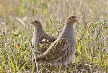 Pair of Grey Partridge 2 DM0190