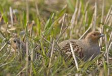 Pair of Grey Partridge DM0492