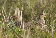 Pair of Grey Partridge DM0499