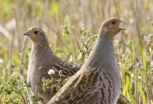 Pair of Grey Partridge DM0548