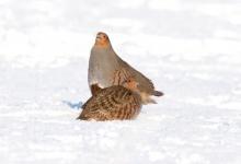 Pair of Grey Partridges in the Snow