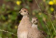 Young Grey Partridges DM1623