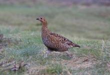 Black Grouse ( Grey Hen) DM1005