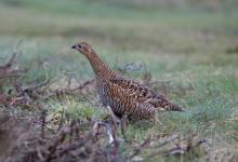 Black Grouse ( Grey Hen) DM1006