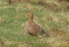 Black Grouse ( Grey Hen) DM1008