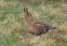 Black Grouse ( Grey Hen) DM1009