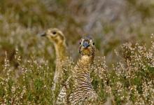 Black Grouse ( Grey Hens) DM1010