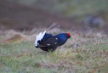 Black Grouse DM0995