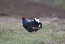 Black Grouse DM0996