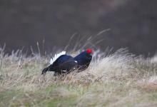 Black Grouse DM0997