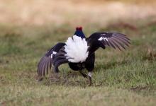 Black Grouse DM0998