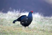 Black Grouse DM0999