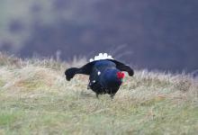 Black Grouse DM1000