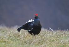 Black Grouse DM1001