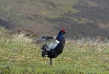 Black Grouse DM1003