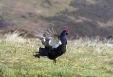 Black Grouse DM1004