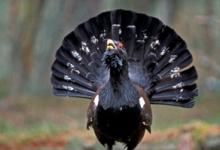 Capercaillie  DM0485