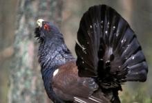 Capercaillie DM0465 