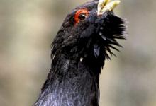 Capercaillie DM0472