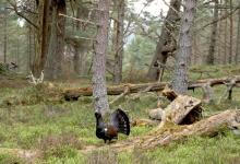 Capercaillie in Woods DM0529