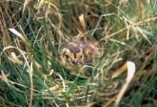 Grouse Chick DM0543