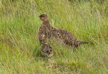  Grouse with Chick DM2069