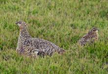   Grouse with Chicks  DM2064