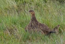   Grouse with Chicks DM2065