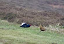 Pair Black Grouse DM1011