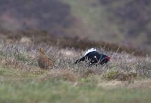 Pair Black Grouse DM1012