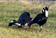 Pair Black Grouse Fighting DM1014