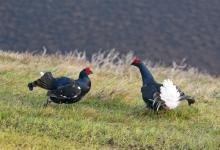 Pair Black Grouse Fighting DM1015