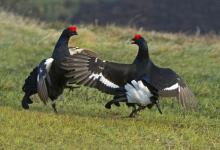 Pair Black Grouse Fighting DM1016