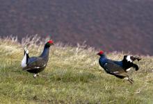 Pair Black Grouse Fighting DM1017