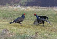 Pair Black Grouse Fighting DM1019