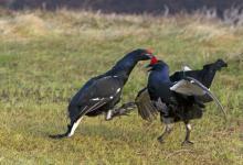 Pair Black Grouse Fighting DM1020