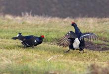 Pair Black Grouse Fighting DM1021