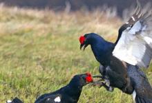 Pair Black Grouse Fighting DM1022