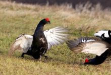 Pair Black Grouse Fighting DM1023