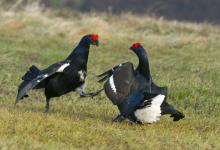 Pair Black Grouse Fighting DM1024