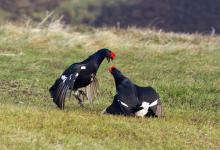 Pair Black Grouse Fighting DM1025