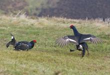 Pair Black Grouse Fighting DM1026