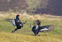 Pair Black Grouse Fighting DM1027