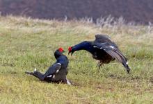 Pair Black Grouse Fighting DM1028