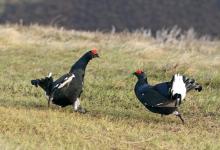 Pair Black Grouse Fighting DM1029