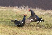 Pair Black Grouse Fighting DM1030