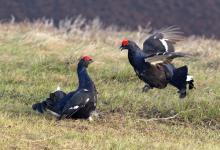 Pair Black Grouse Fighting DM1031